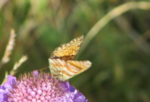 Réf. 195 549 : Boloria sp.